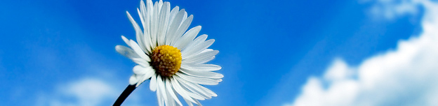 Bild:Blume